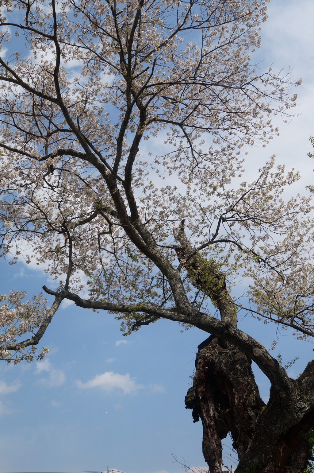桜　老木に咲く