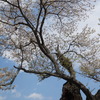桜　老木に咲く