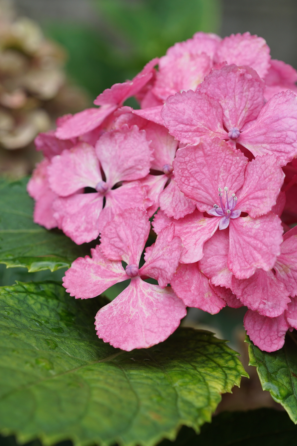 紫陽花　ラスト2