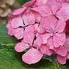 紫陽花　ラスト2