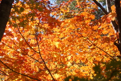 秋色 乗鞍高原にて 秋色 乗鞍高原にて