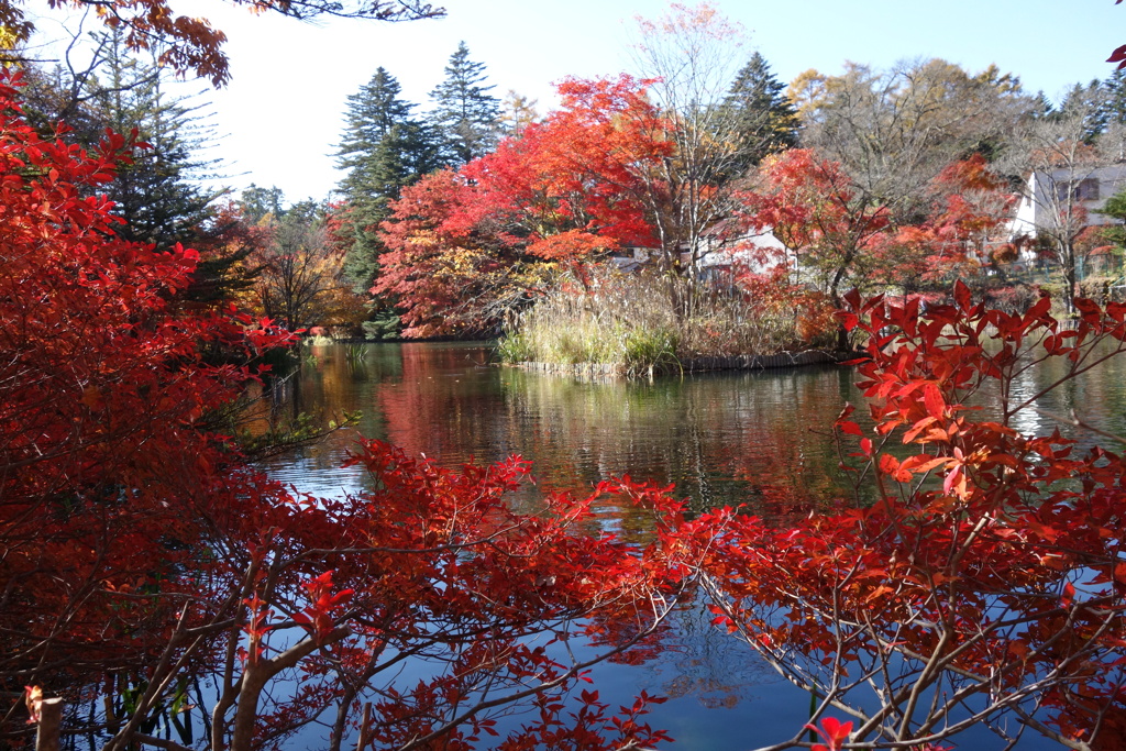 軽井沢　雲場池の紅葉　4