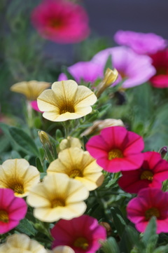 花のやさしさ　2