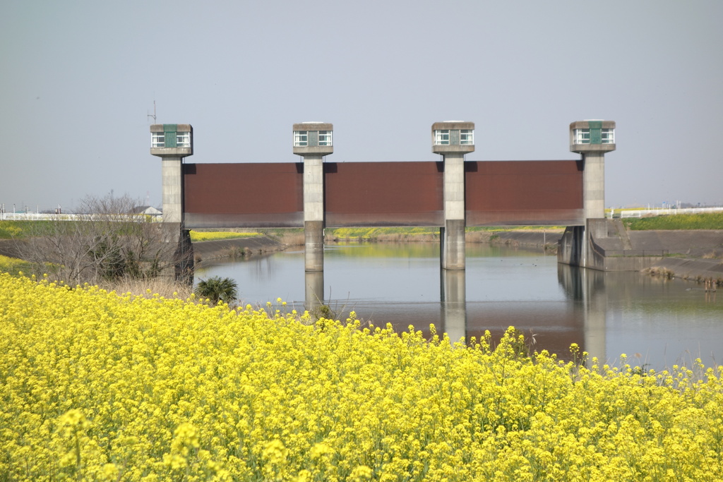 菜の花　水門のある風景　1