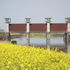 菜の花　水門のある風景　1