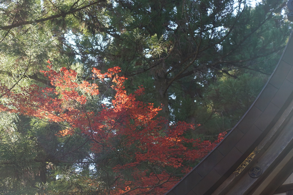 宝登山神社にて　1