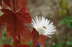 はちと花