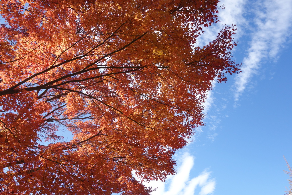 紅葉と秋の空