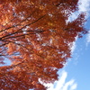 紅葉と秋の空