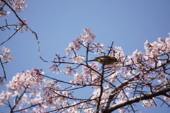 初桜とメジロ