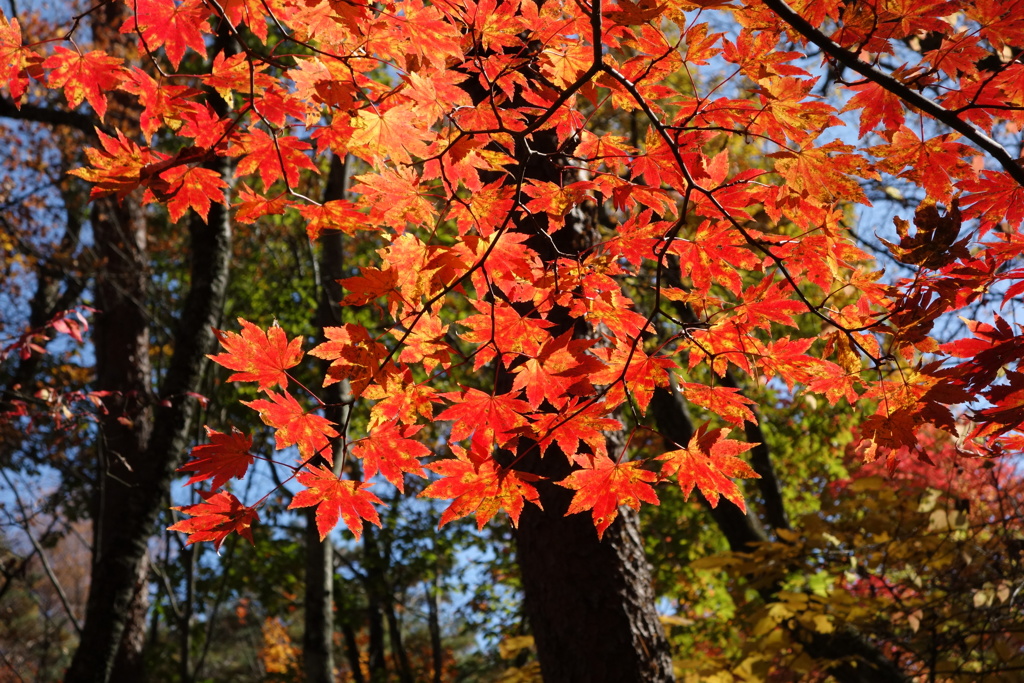 紅葉　軽井沢石の教会にて