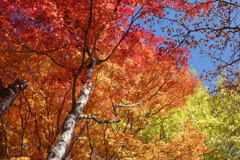 軽井沢　見晴台の紅葉