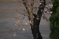 桜　開花　その4
