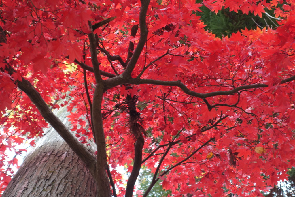 伊香保温泉街　紅葉　3