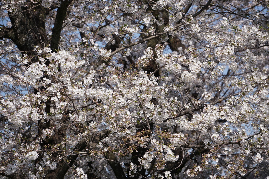 桜　乱咲く