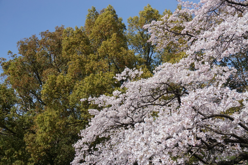 桜と緑