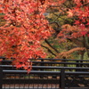 伊香保の紅葉　1