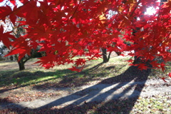 晩秋　紅葉の中から