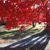 晩秋　紅葉の中から