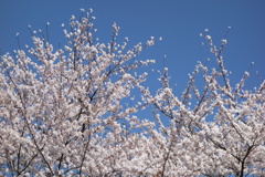 青空と桜　ぐりーんふらわー牧場大胡にて
