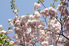 八重桜