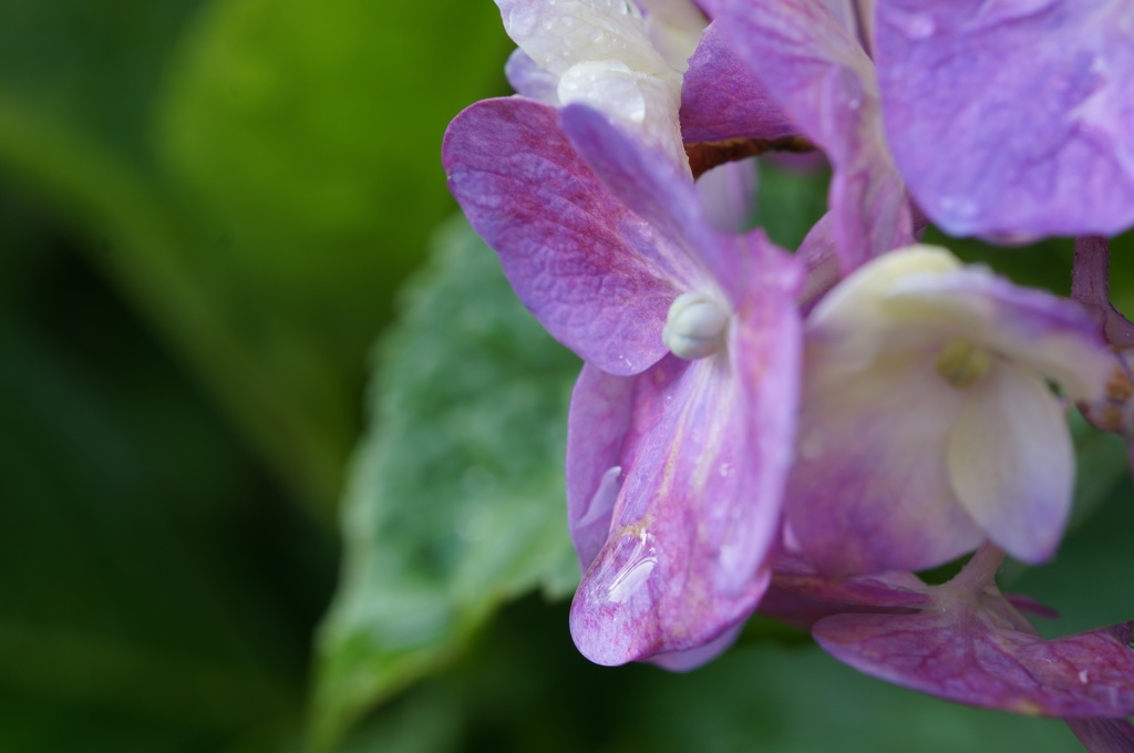 紫陽花　雫　