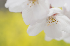桜と菜の花　3