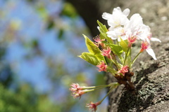 桜　ラストリーフ　2