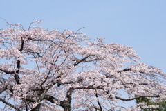 桜　満開　青空