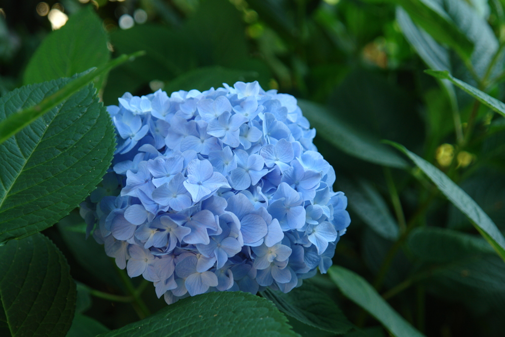 水色の紫陽花