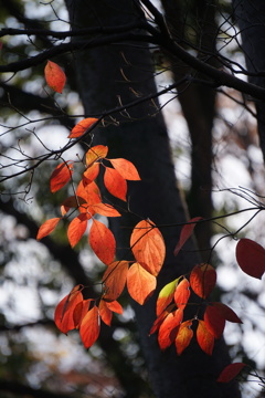 桜の葉　紅葉