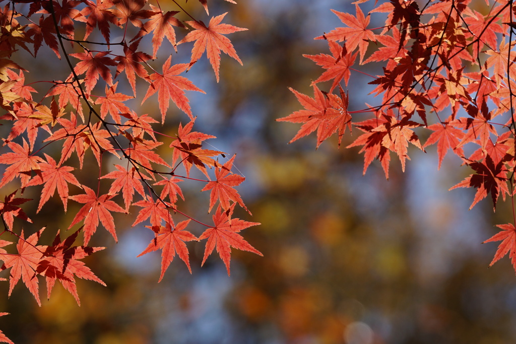 紅葉　シンプル3