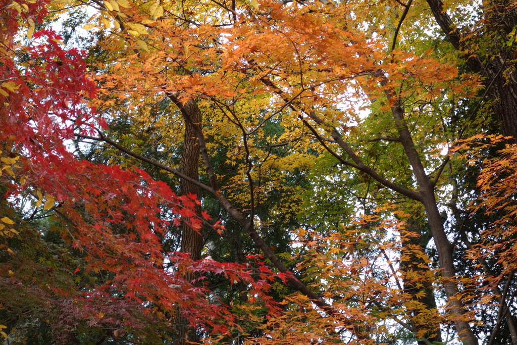 草木湖の紅葉　4　　