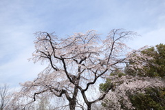 公園の桜　5