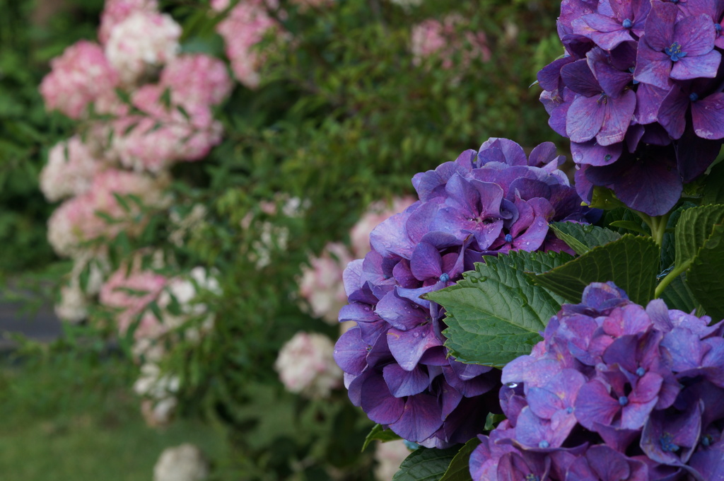 紫陽花　アジサイ