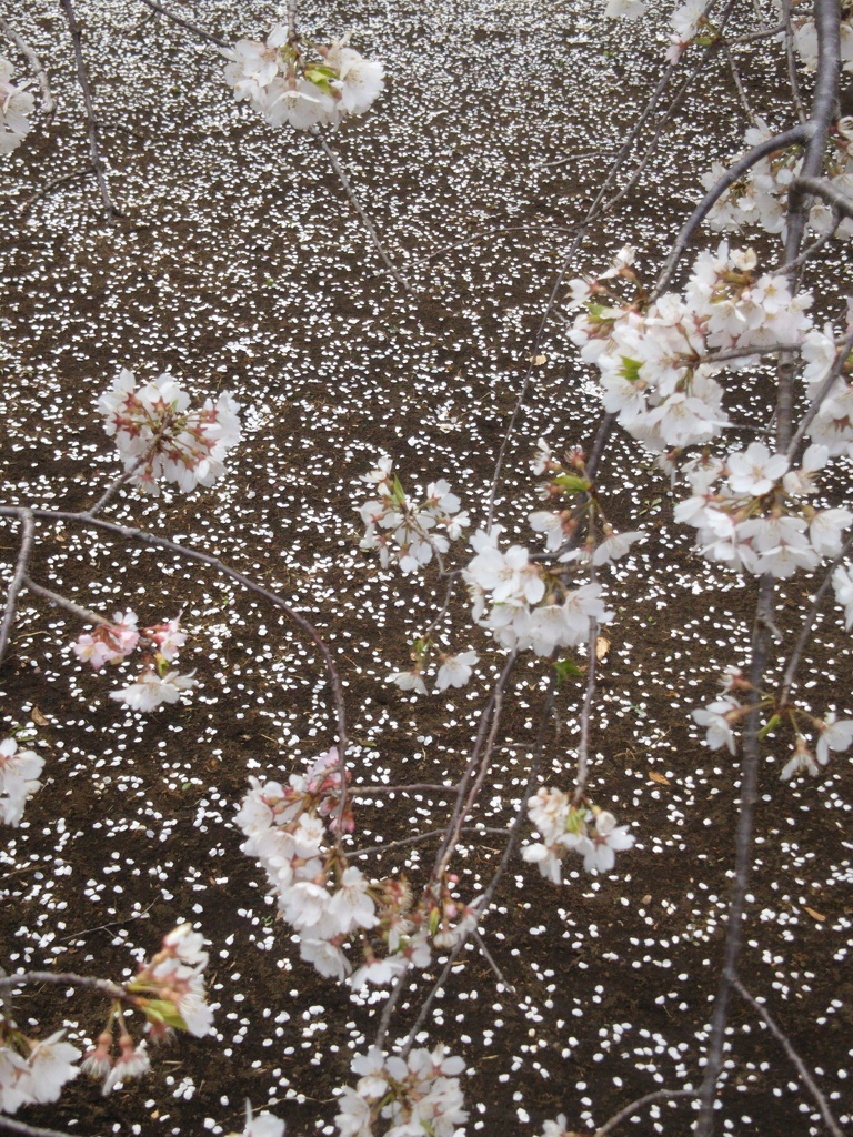 桜  散り行くさだめ