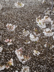桜  散り行くさだめ