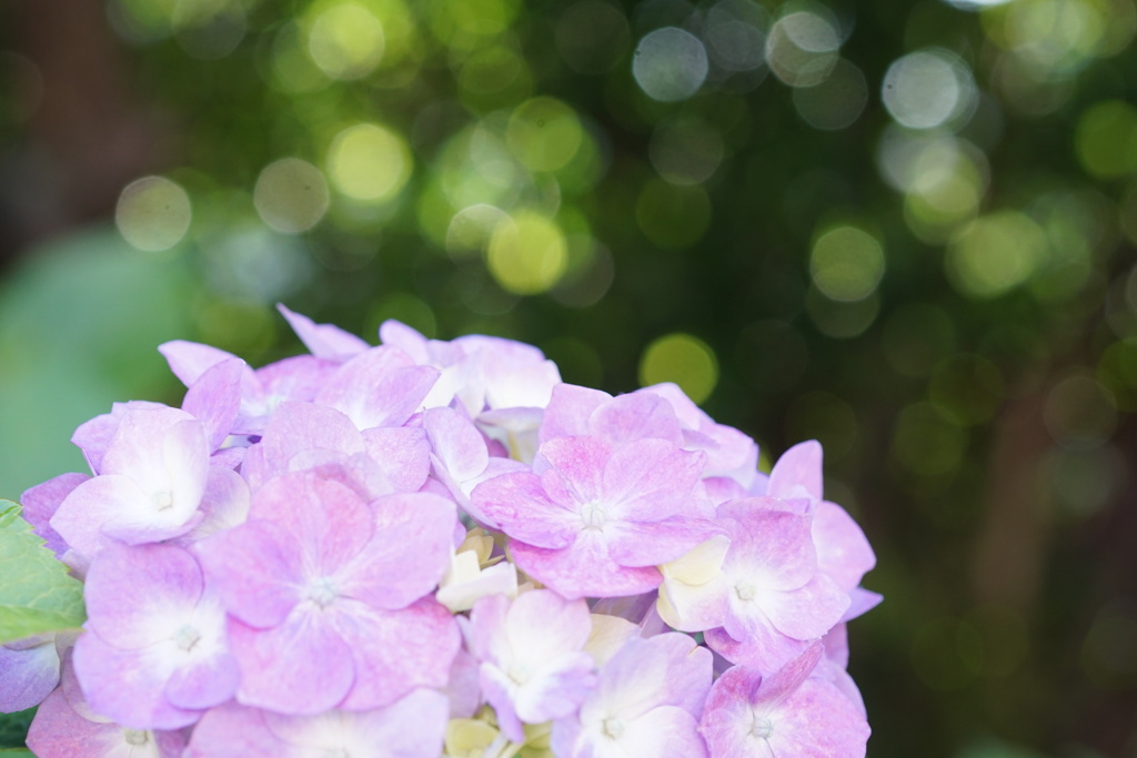 紫陽花　2