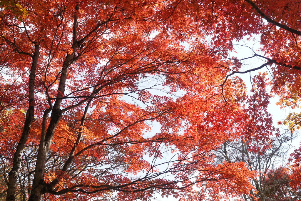 軽井沢　見晴台の紅葉　3