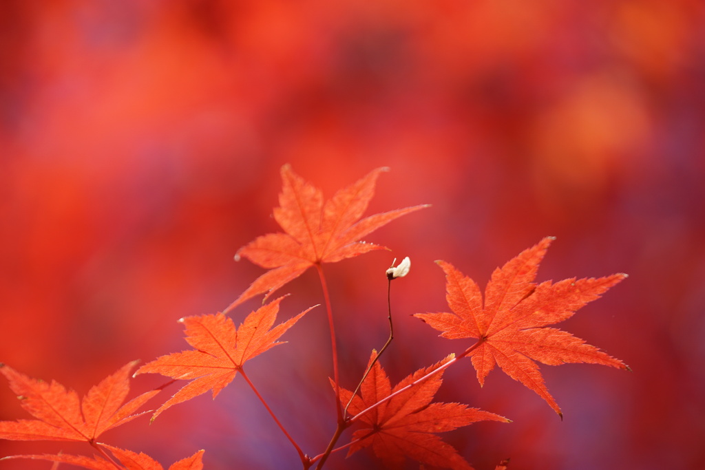 紅葉　シンプル2