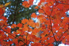 秋色 善五郎の滝にて 秋色 善五郎の滝にて