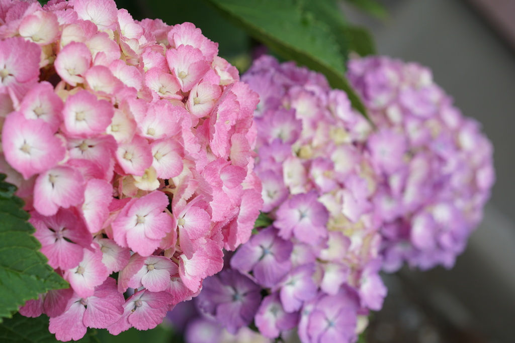 紫陽花　4