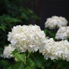 咲き始めた紫陽花　3