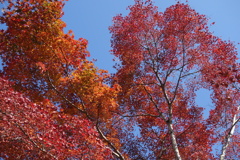 三峰神社の紅葉