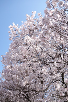 山桜