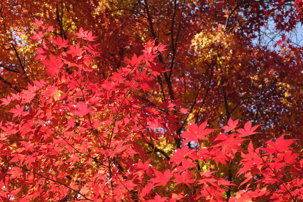 榛名湖の紅葉　2