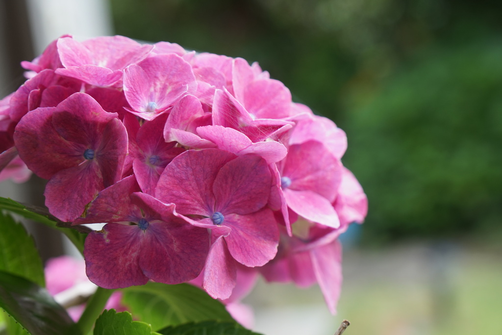 紫陽花　