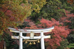 宝登山神社　鳥居　紅葉