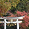 宝登山神社　鳥居　紅葉