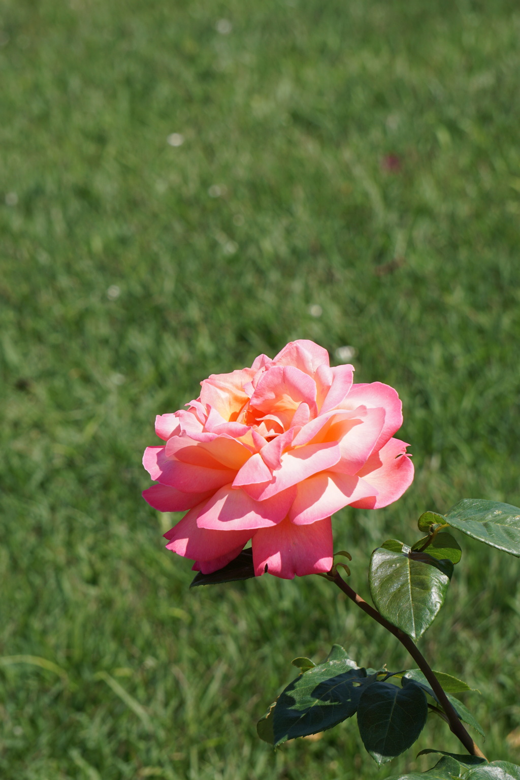 薔薇が咲いた　2
